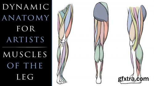  Dynamic Anatomy for Artists - Muscles of the Leg