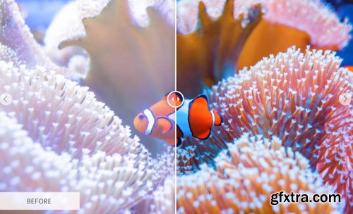 CreativeMarket - Underwater Photography Presets 4725471