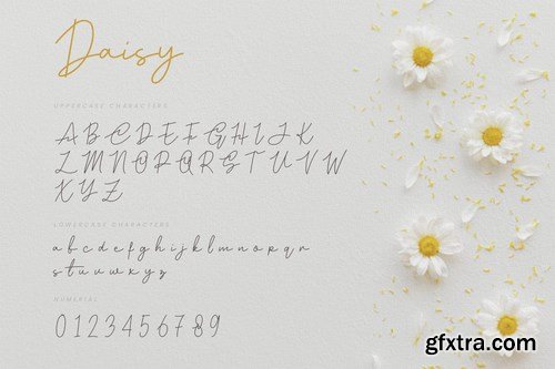 Daisy - Modern Script Font