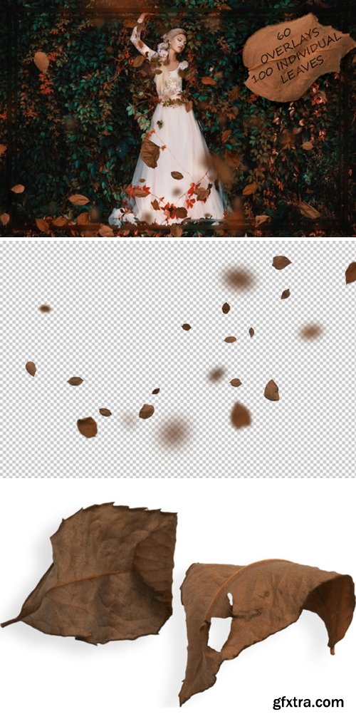 Autumn Rose Leaves Overlays 4094673