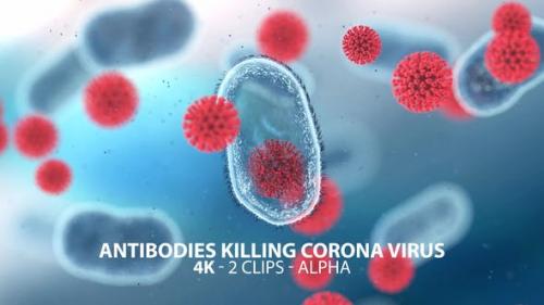 Videohive - Antibodies Killing Coronavirus 4K