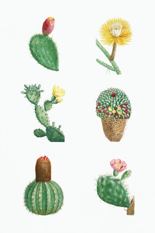 Set of succulents and cacti illustration - 2108186