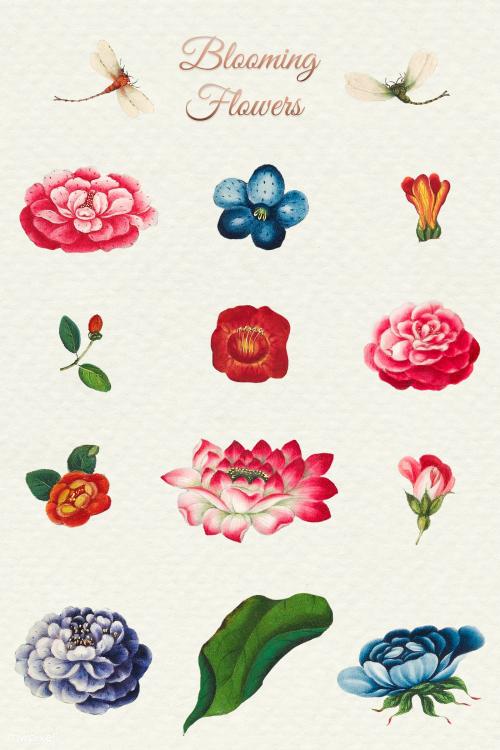 Beautiful vintage Chinese flower illustrations set mockup - 2205191