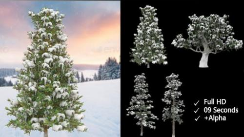 Videohive - Winter Trees