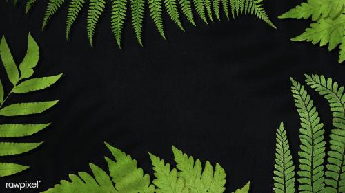 Frame of fern leaves background - 2251106