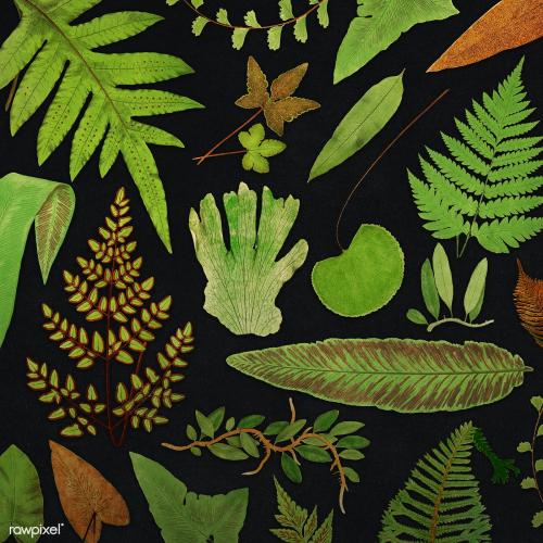 Various fern leaves template - 2251110