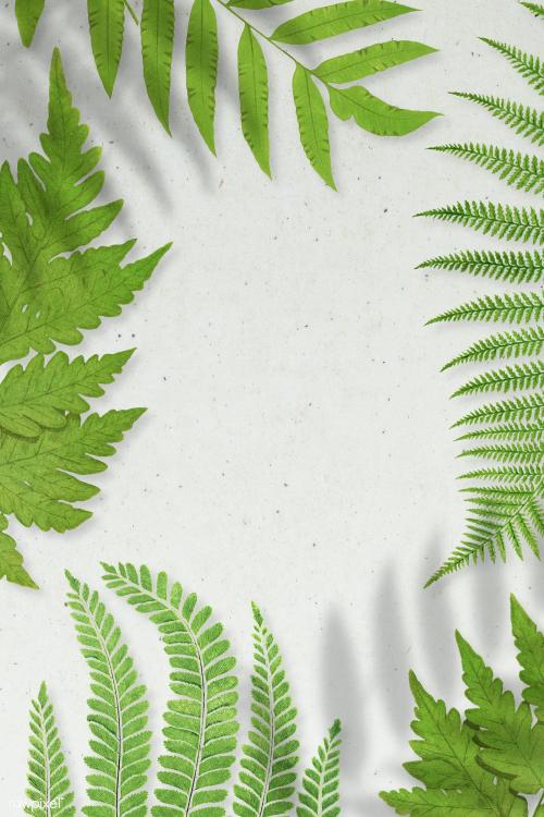 Frame of fern leaves background - 2251112