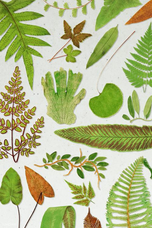 Various fern leaves template - 2251127