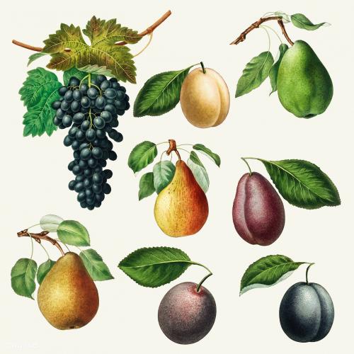 Set of grape, pears and plums vintage illustration - 2270311