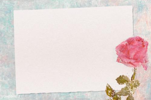 Pink rose flower with card mockup - 2274187