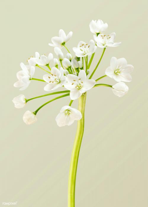 Natural white Allium Neapolitanum flower - 2278123