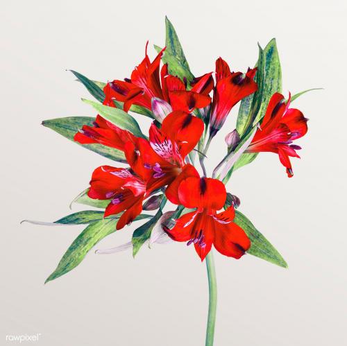 Fresh red Alstroemeria flower isolated on beige background - 2278189