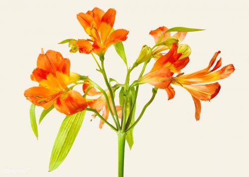 Natural orange Alstroemeria HipHop flower - 2278194