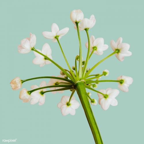 Natural white Allium Neapolitanum flower - 2278247