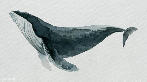 Humpback whale watercolor painting on white template - 2045309