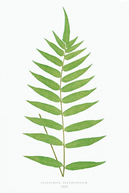 Polypodium Fraxinifolium fern vintage illustration mockup - 2093552