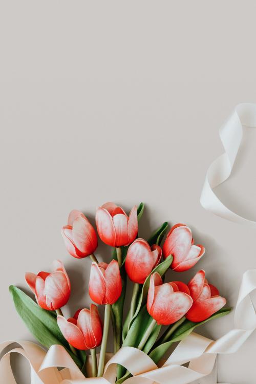 Red and white tulip on blank beige background template - 1204164