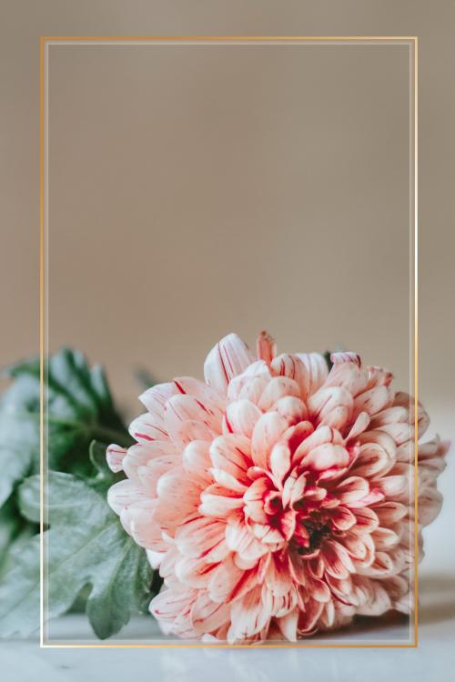 Chrysanthemum PIP salmon on a white table - 1207794