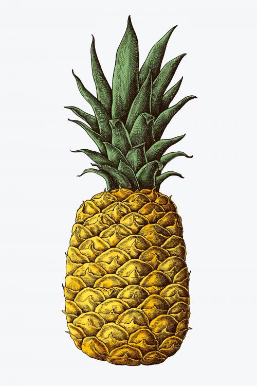 Fresh prickly pineapple drawing illustration - 1209047