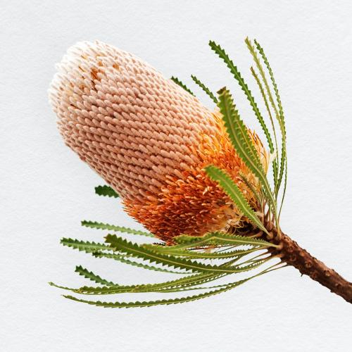 Hooker's banksia isolated on white background - 1212374