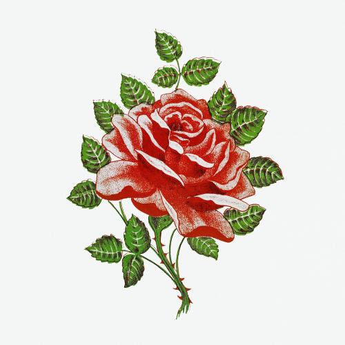 Illustration of blooming red rose with leaves and thorns - 1198802