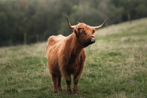 Scottish Highland calf in the field - 2047732