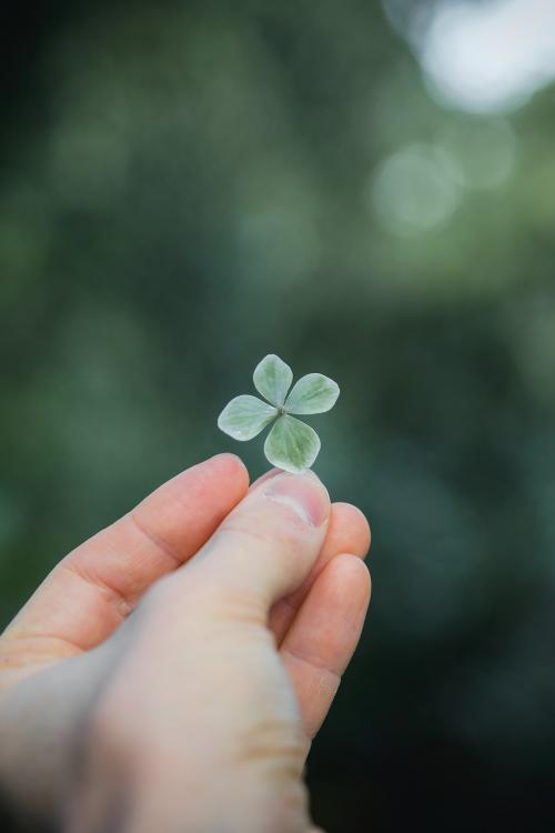 Woman holding a four-leaf clover - 2053927