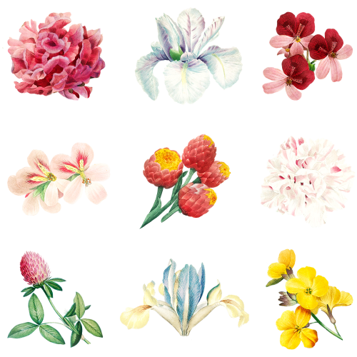 Colorful flower set transparent png - 2090929