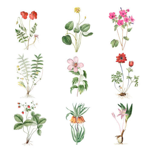 Set of blooming flowers transparent png - 2108372