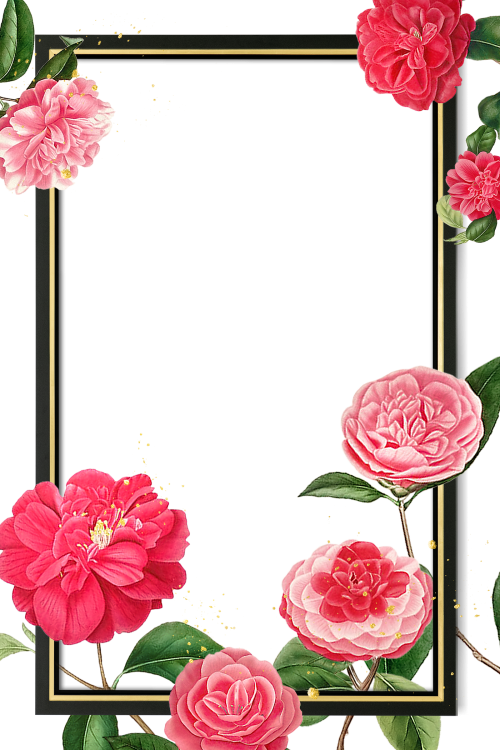 Red and pink camellia flower patterned blank frame transparent png - 2207467