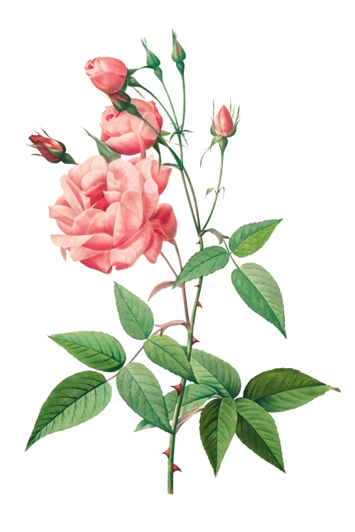 Rosa Gallica transparent png - 2225757