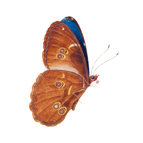 Brown butterfly vintage illustration transparent png - 2248091