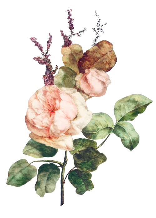 Rose flower bouquet illustration transparent png - 2252079