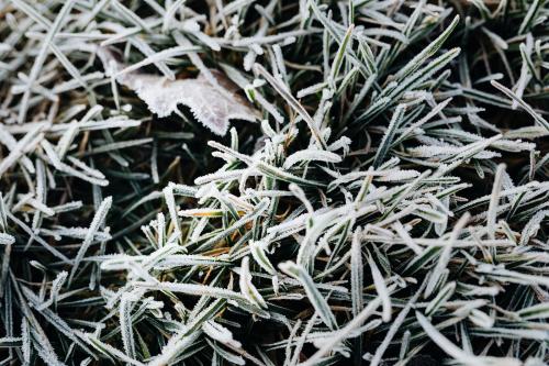 Grass covered in frost textured background - 2255388