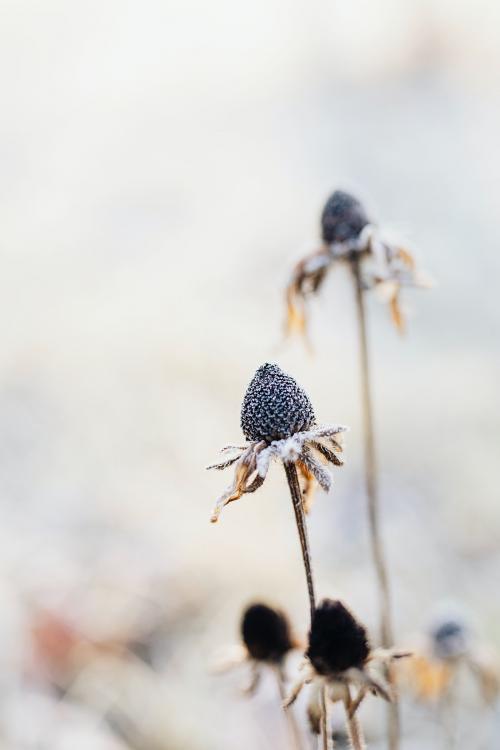 Frosty wildflowers in winter textured background - 2255472