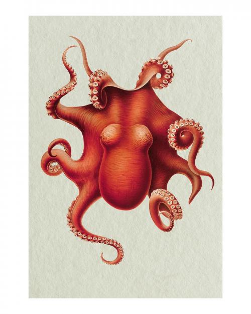 Vintage octopus illustration wall art print and poster. Remix from original painting by Carl Chun. - 2265720