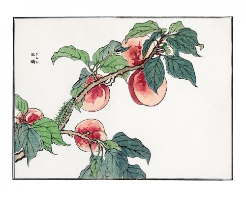 Caterpillar on a peach tree vintage illustration by Morimoto Toko. Digitally enhanced by rawpixel. - 2267298