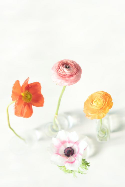 Blooming colorful flowers in vases - 2271172