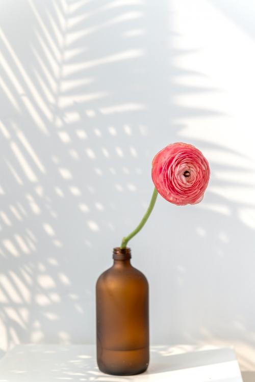 Pink ranunculus flower in a bottle vase - 2276488