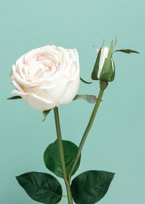 White rose flower on a green background - 2276539