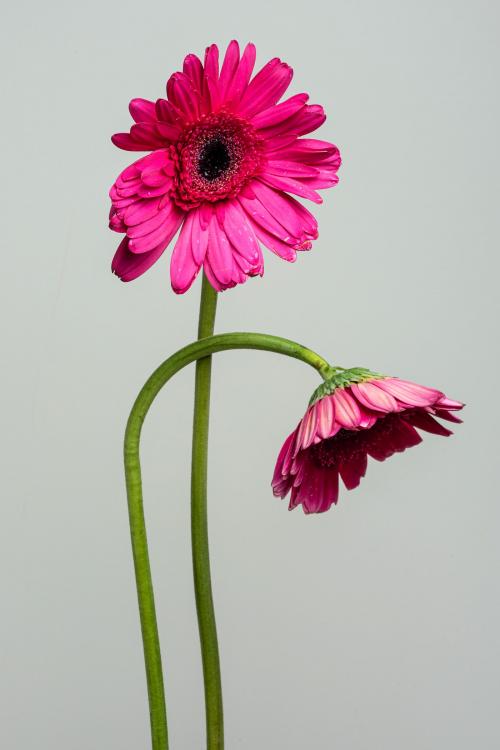 Two pink Gerbera daisy flowers on a gray background - 2278263