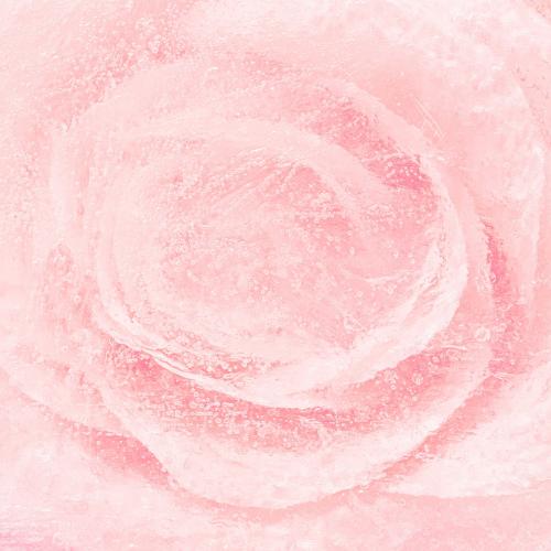 Pink blooming rose flower background - 2279862