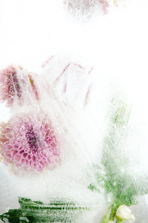 Beautiful pink chrysanthemum flowers and leaves frozen in ice with air bubbles - 2279927
