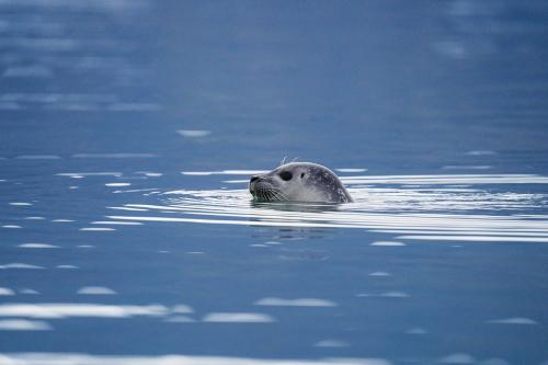 Cute seal playing in Glacier Lagoon, Iceland - 2041486