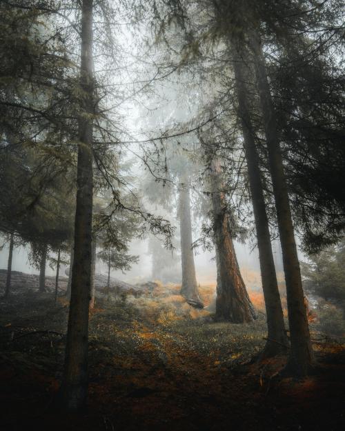 Forest in the Dolomites mountain - 2047730