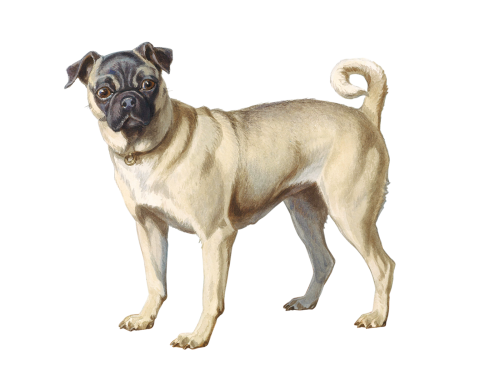 Painting of a small pug dog transparent png - 2049844