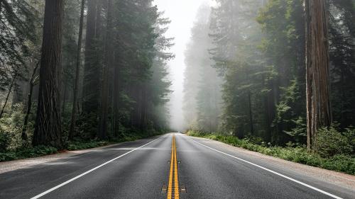 Scenic route in the Redwood National Forest in California, USA - 2092693