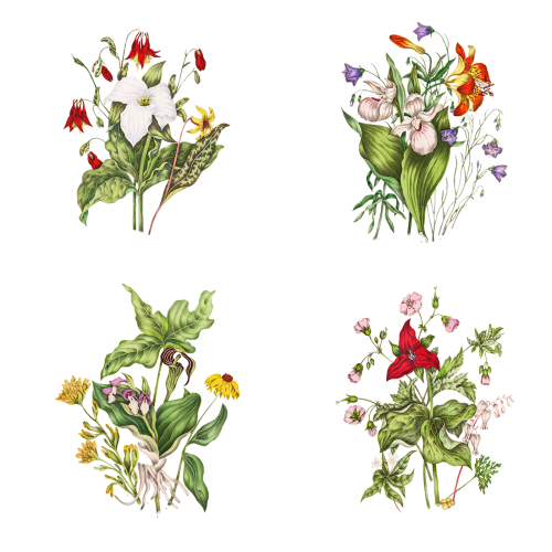 Set of vintage Canadian wild flowers transparent png - 2108311