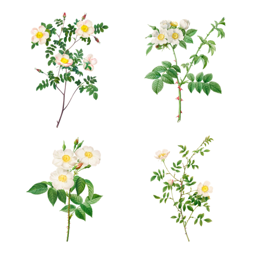 Vintage white rose transparent png set - 2228897