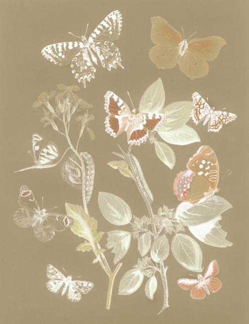 Butterflies and moths vintage design, remix from original painting by William Forsell Kirby - 2263539